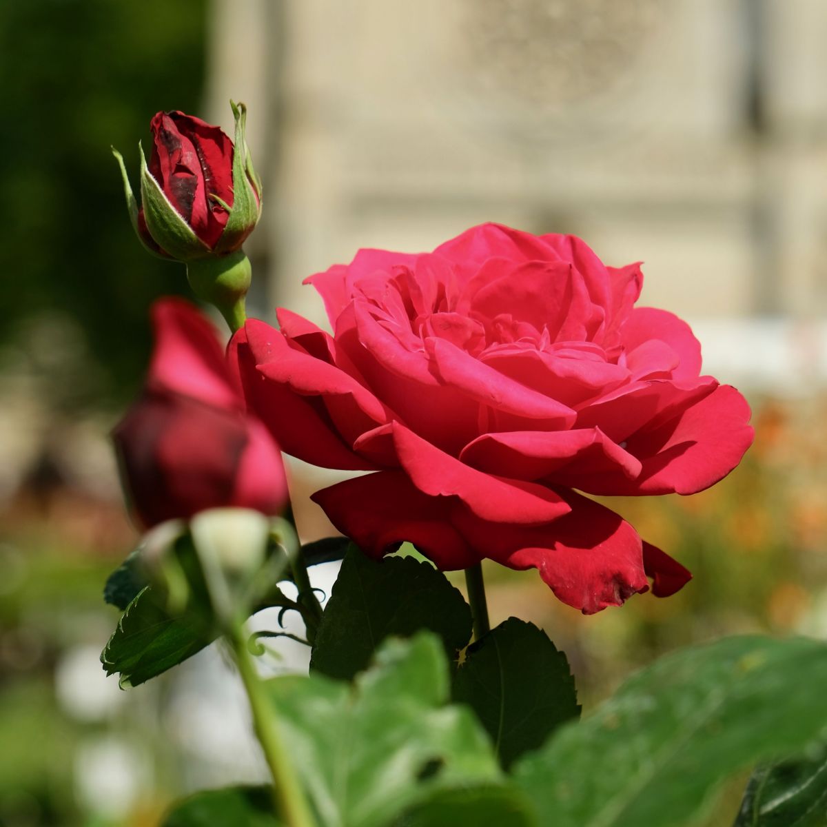 Journées de la rose 2026