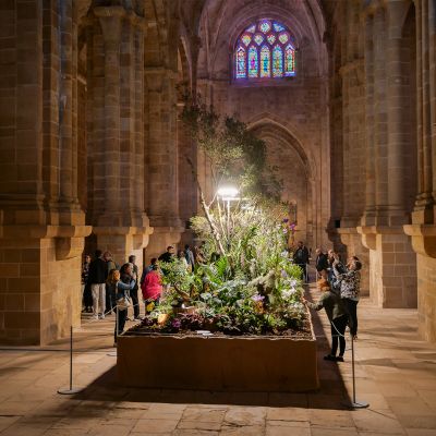 Festival international des Orchidées de Fontfroide
