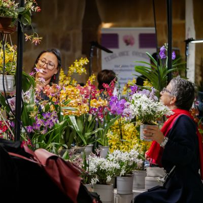 Festival international des Orchidées de Fontfroide